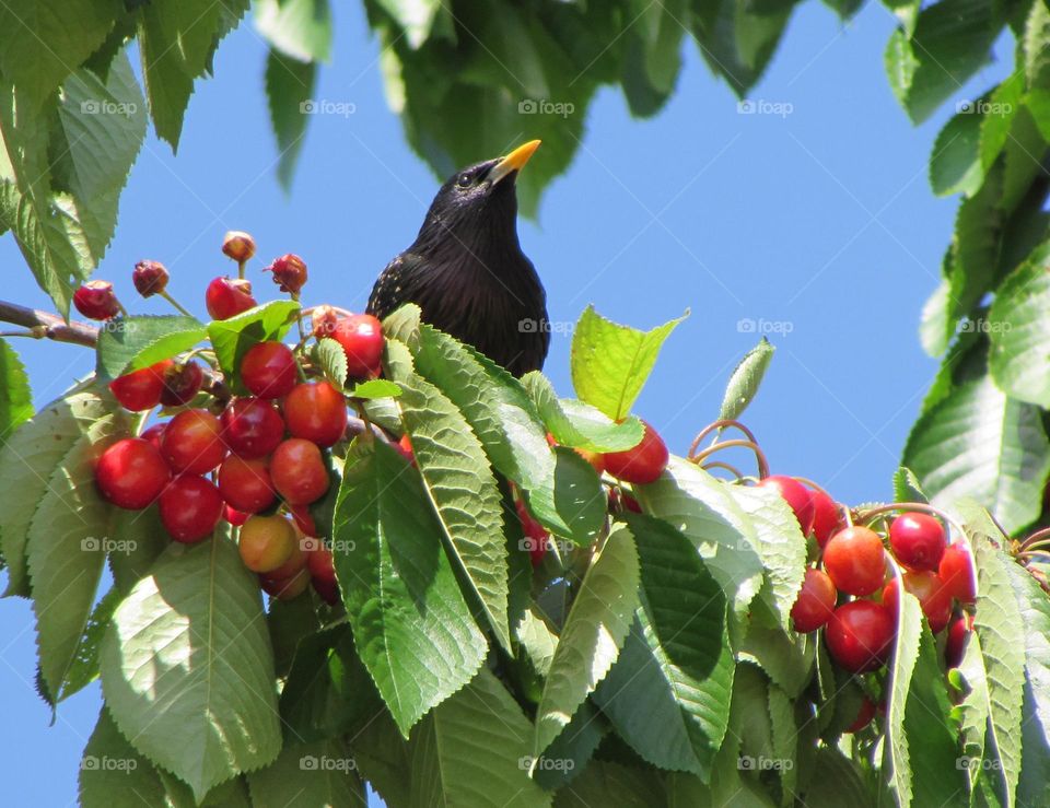 Black bird on sweet cherry