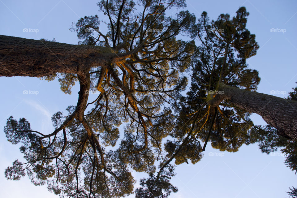 TREES AT THE GOLDEN GATE PARK SAN FRANCISO CALIFORNIA USA