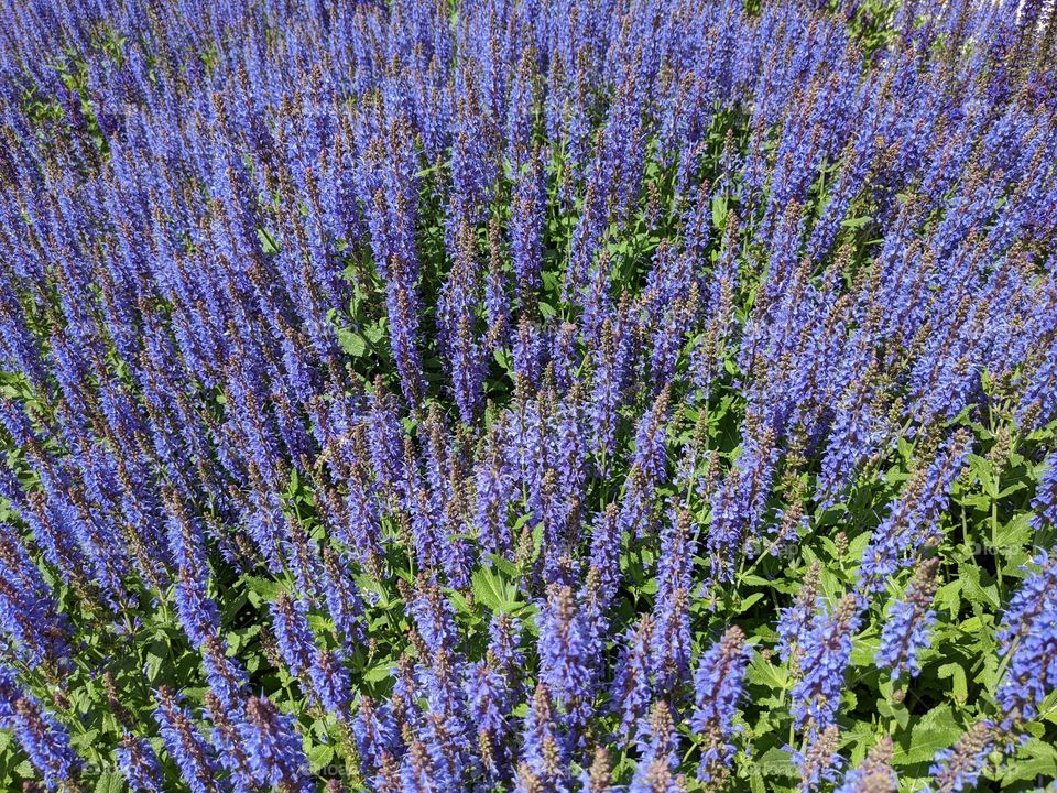 lavender flowers