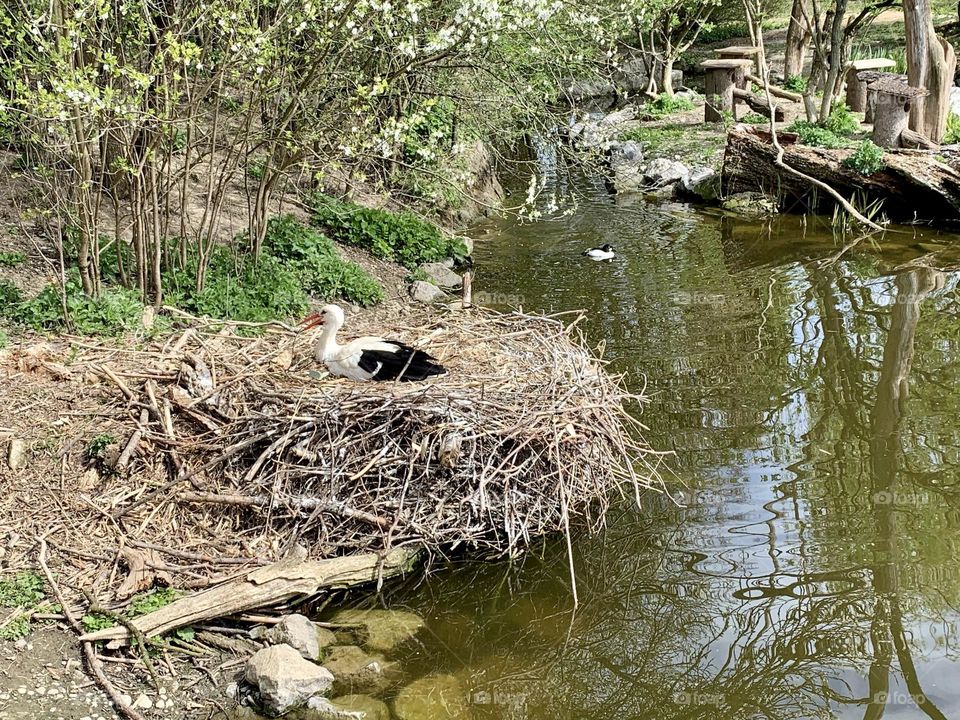 a stork hatches its eggs inside a huge nest built on the side of a stream river 