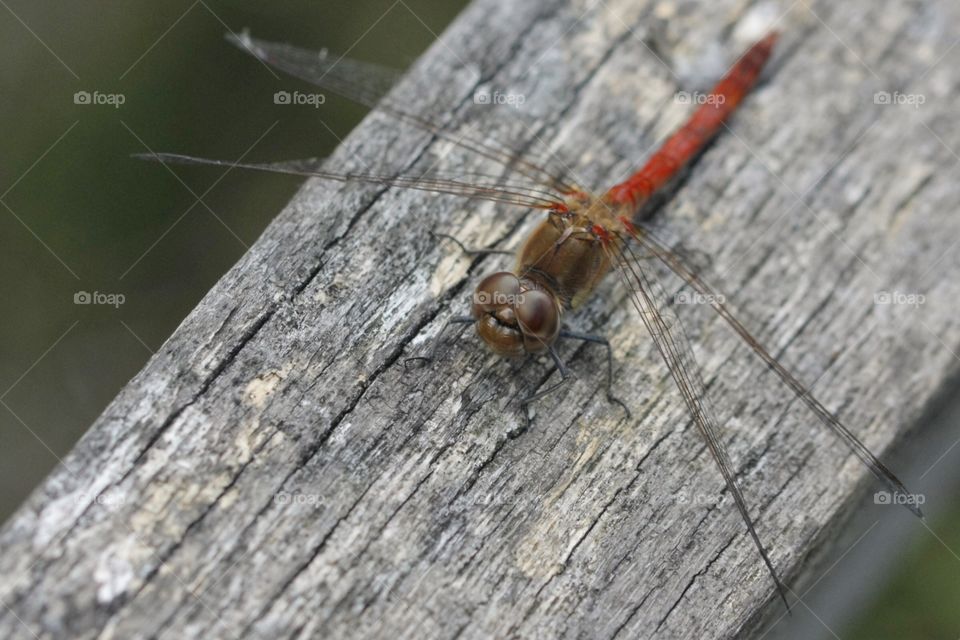 Elevated view of a red dragonfly