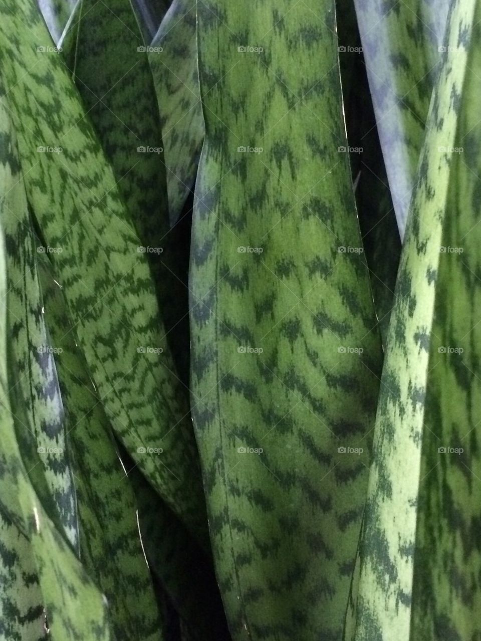 Variegated Cactus