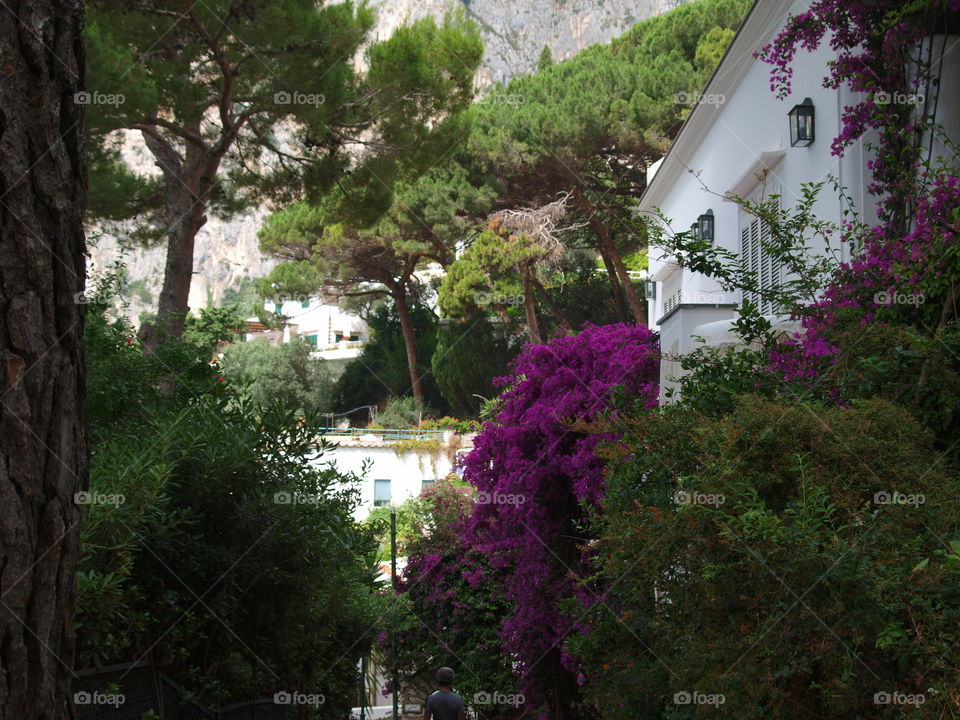 purple flowers along a house on Capri