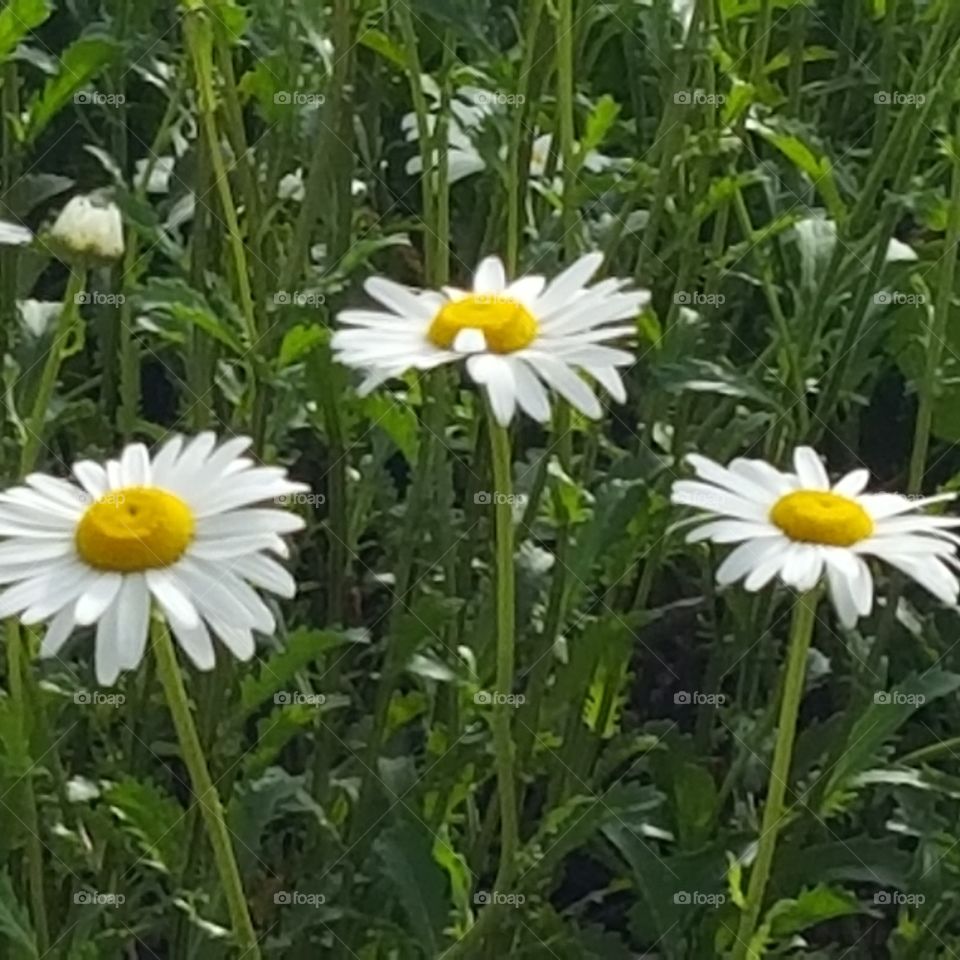 Daisies