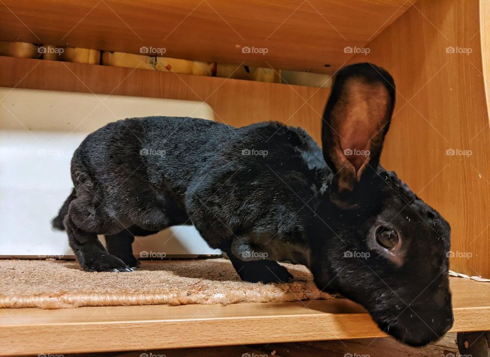 portrait of a domestic black rex rabbit