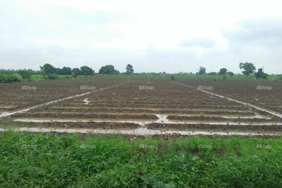 Rain in farm, farm, rain, natural, indian farm, Gujarat farm