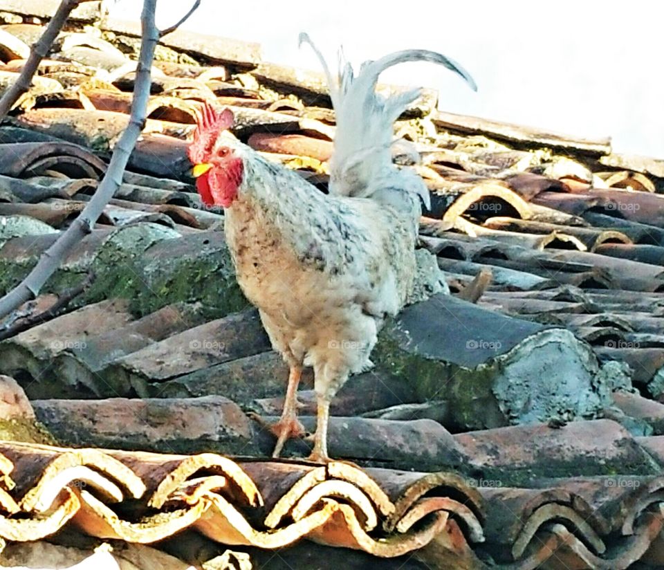 Chicken on Roof