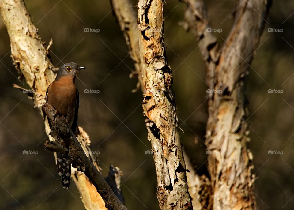 Fan-tailed Cuckoo 