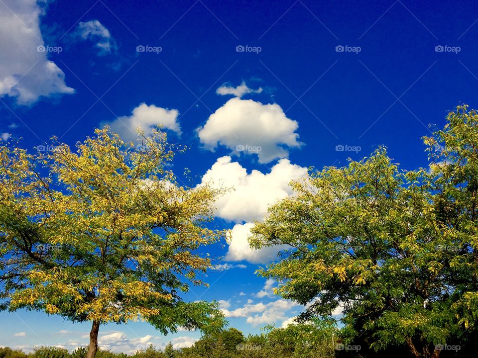 Blue sky behind autumn trees
