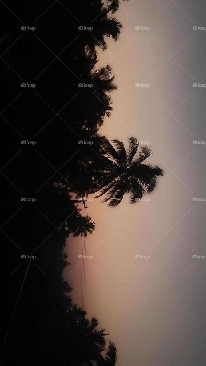 coconut tree captured