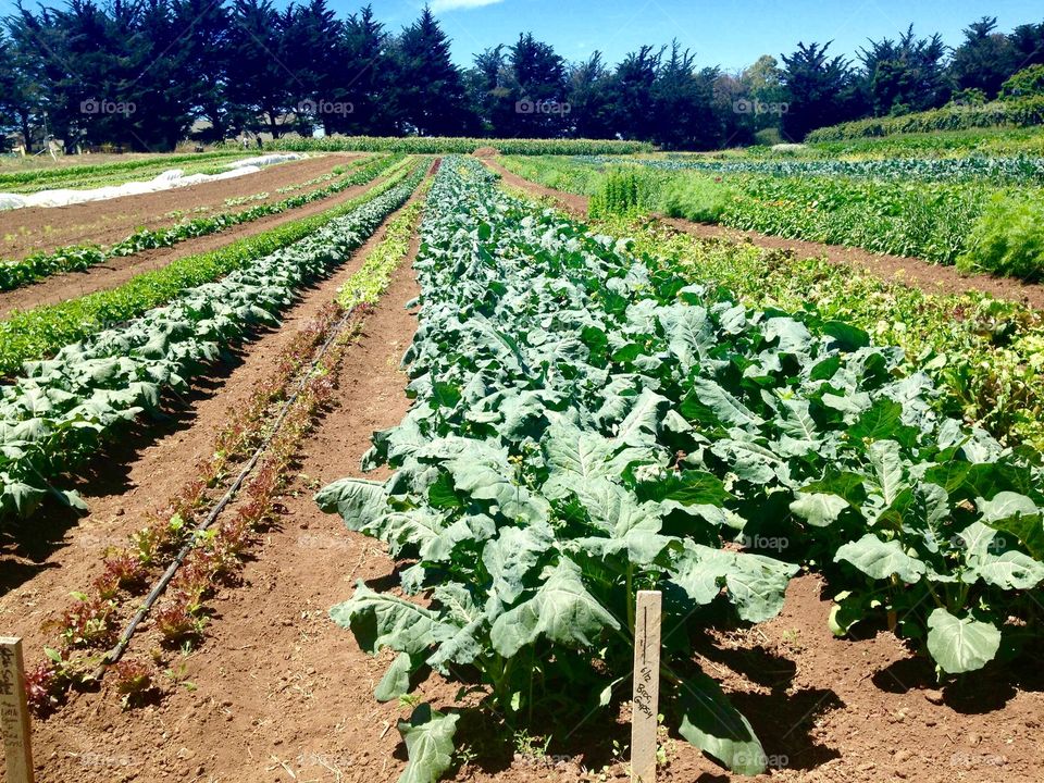 UC Santa Cruz Farm #1. Learning farm at University of California in Santa Cruz.