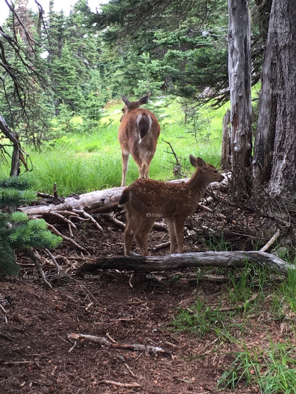 A fawn takes a peek before following its mother
