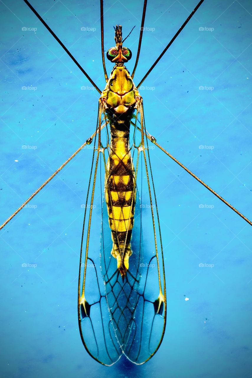 Bugs, insects and more 