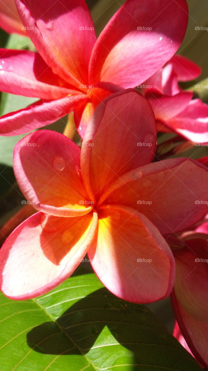 red frangipani