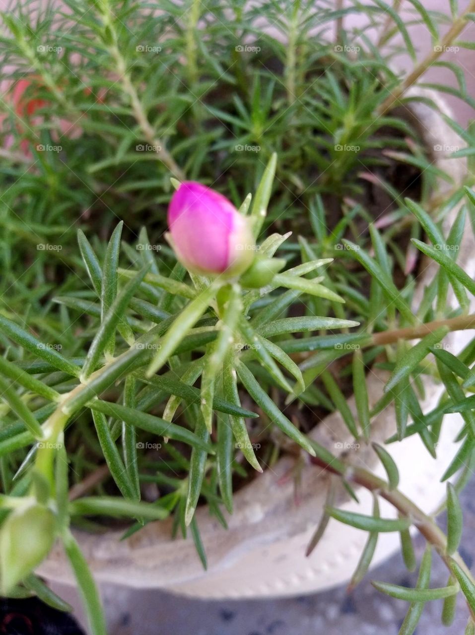 pink flower bud shurb small in size fresh seasonal looking very beautiful generally found everywhere fresh seasonal
