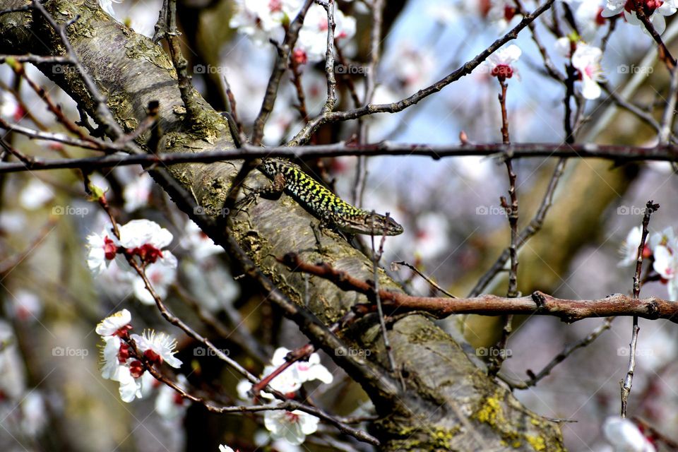 lizard sitting on blooming tree in spring