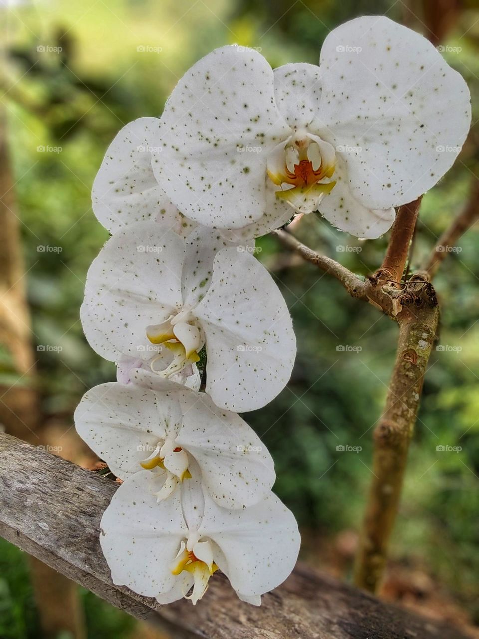 beautiful vase with white orchids