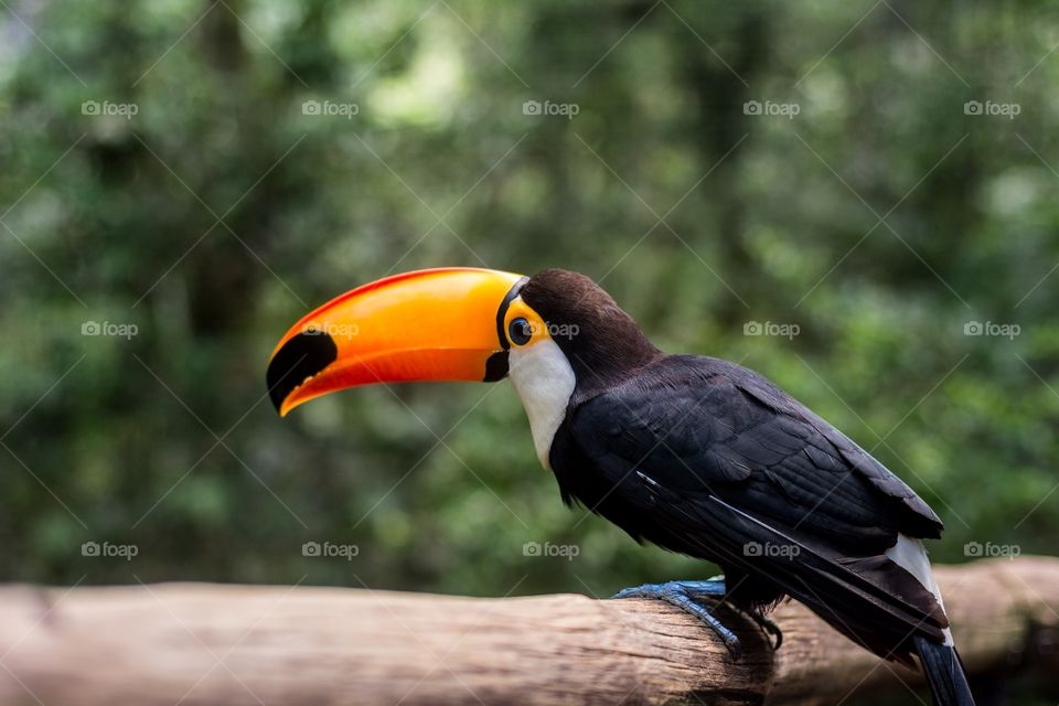 Toucan in the Bird Park - Foz do Iguaçu Brazil