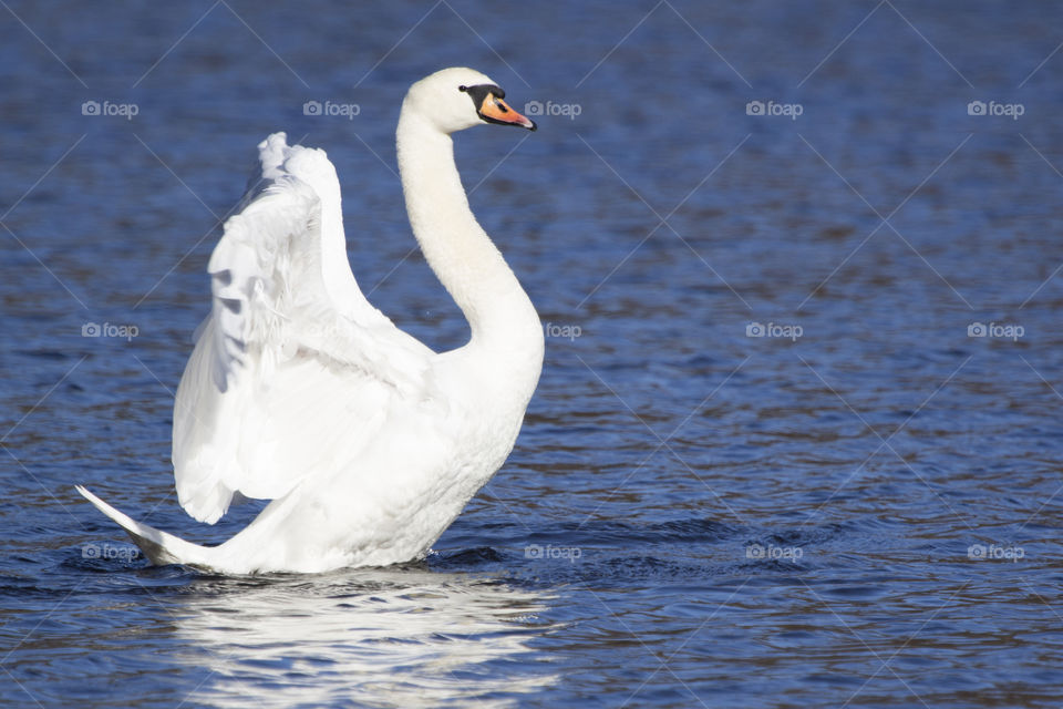 Swan with spread wings on lake