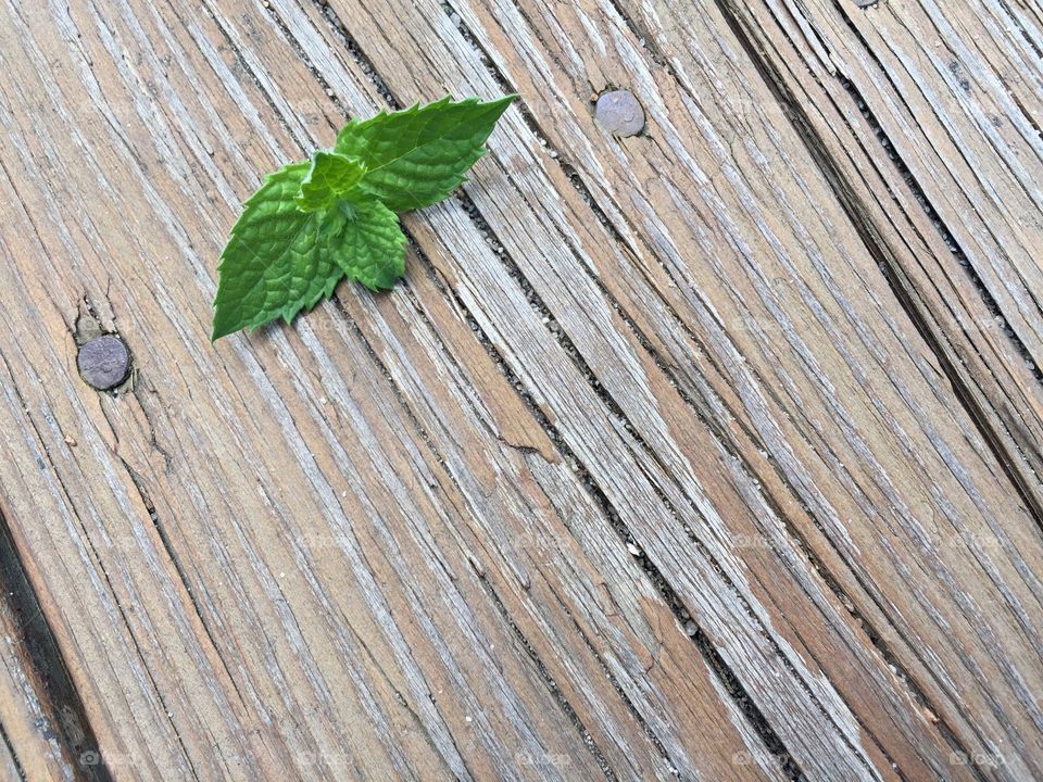 Mint leaves on the deck