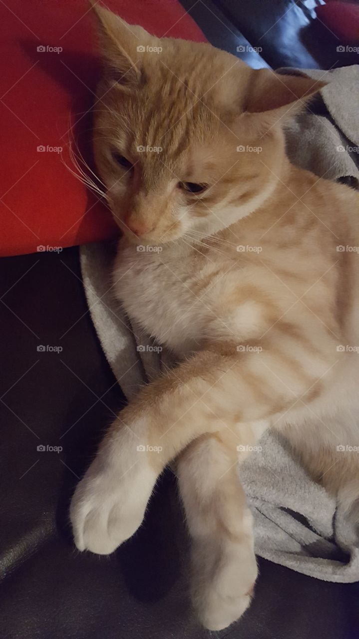 Just chilling by the fire