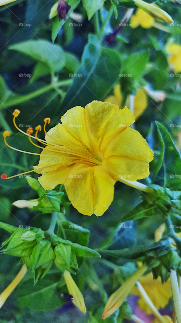 one beautiful yellow flower