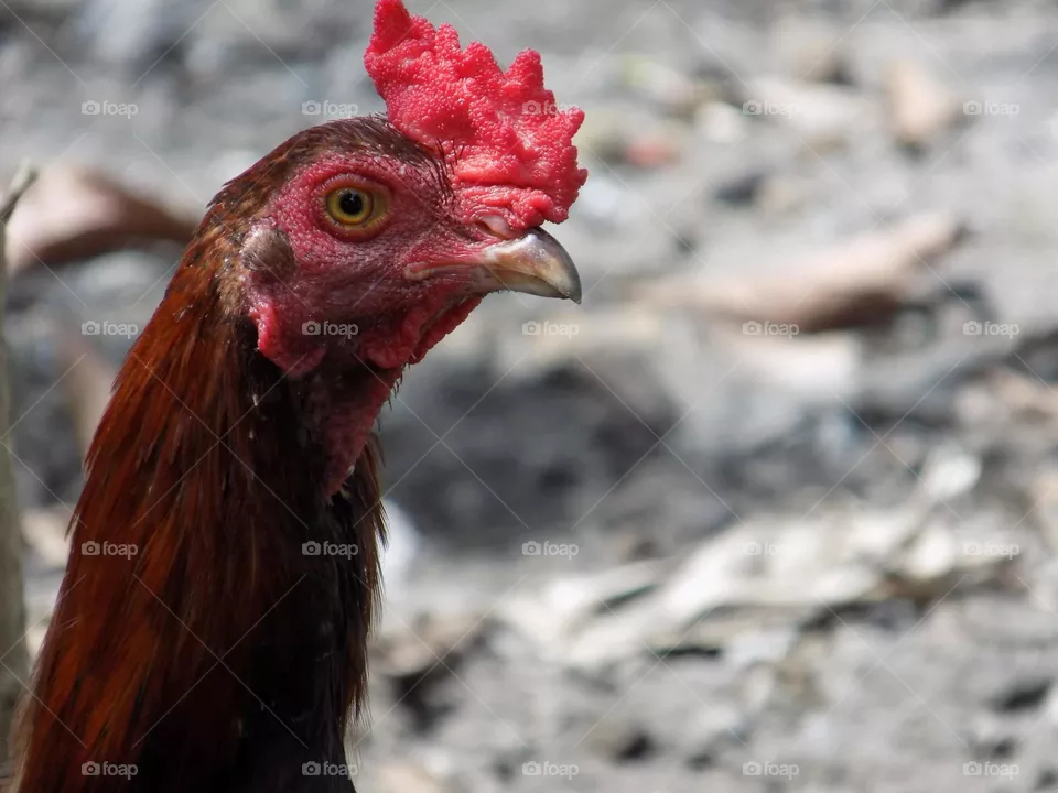 Rooster head