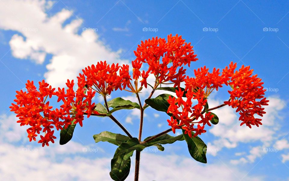 Cluster of Color - Milkweed, crown shaped flowers are ablaze - bold orange vibrancy in the blue sky during springtime. Nectar and pollen. Butterflies, monarchs, and hummingbirds greedily guzzle its nectar, while only wasps pollinate its flowers.