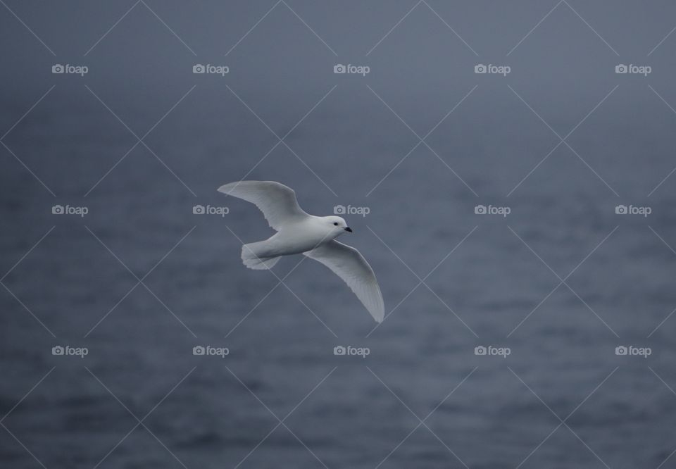 Snow Petrel over the Drake Passage (2017)
