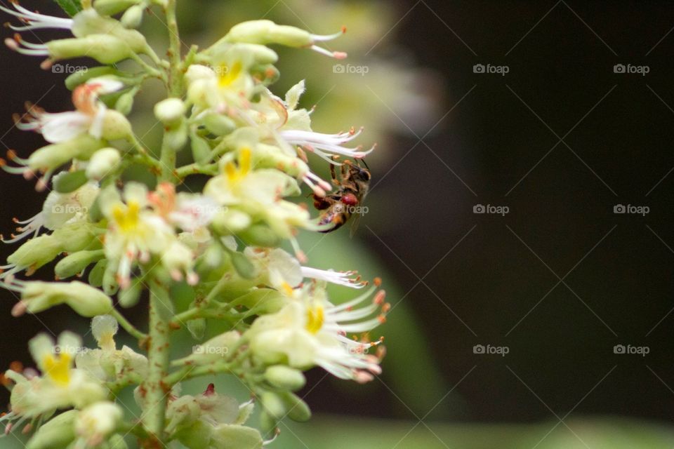 Pollination in progress 