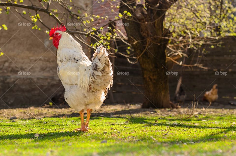 Rooster sunbathing on grass