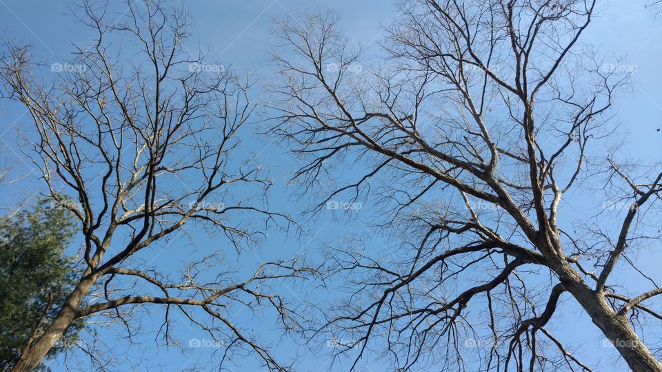 Tree, Branch, Wood, Trunk, Nature
