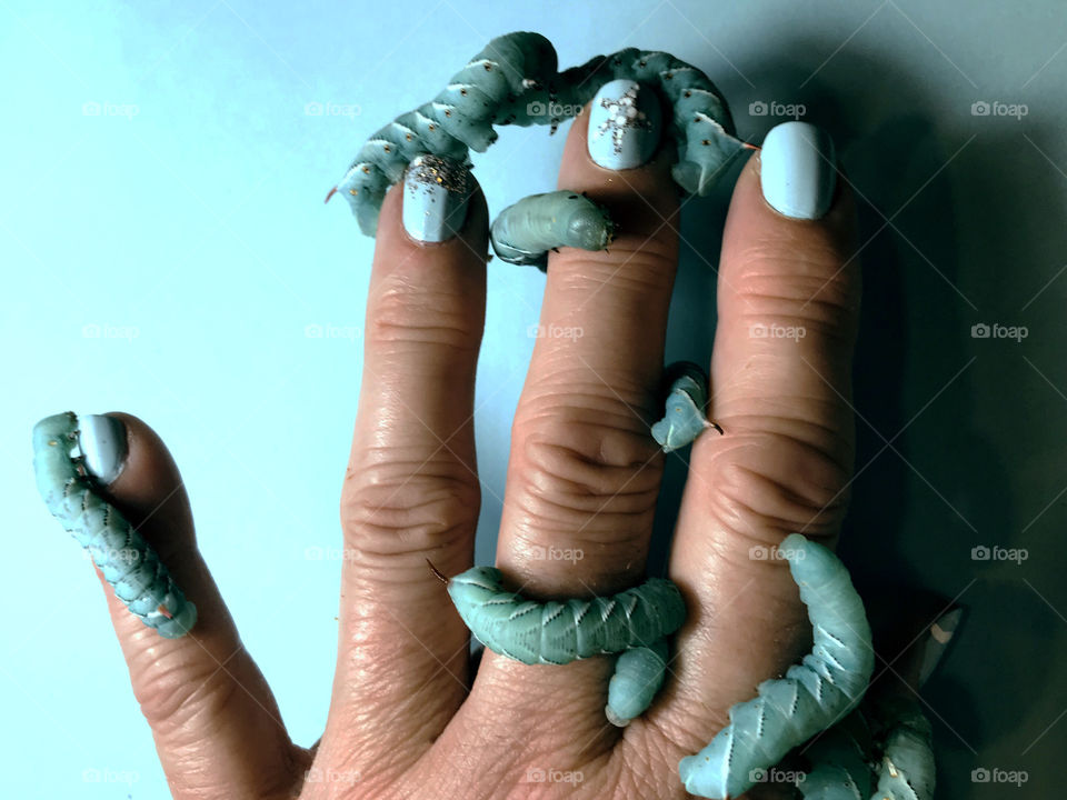 Turquoise: Fresh ocean turquoise themed manicure; starfish, glittery sand, white frothy waves on my thumb. Beautiful turquoise hornworms, (dragon food), wrapped around my fingers. All on a turquoise background & side-lit to create contrast & shadows.