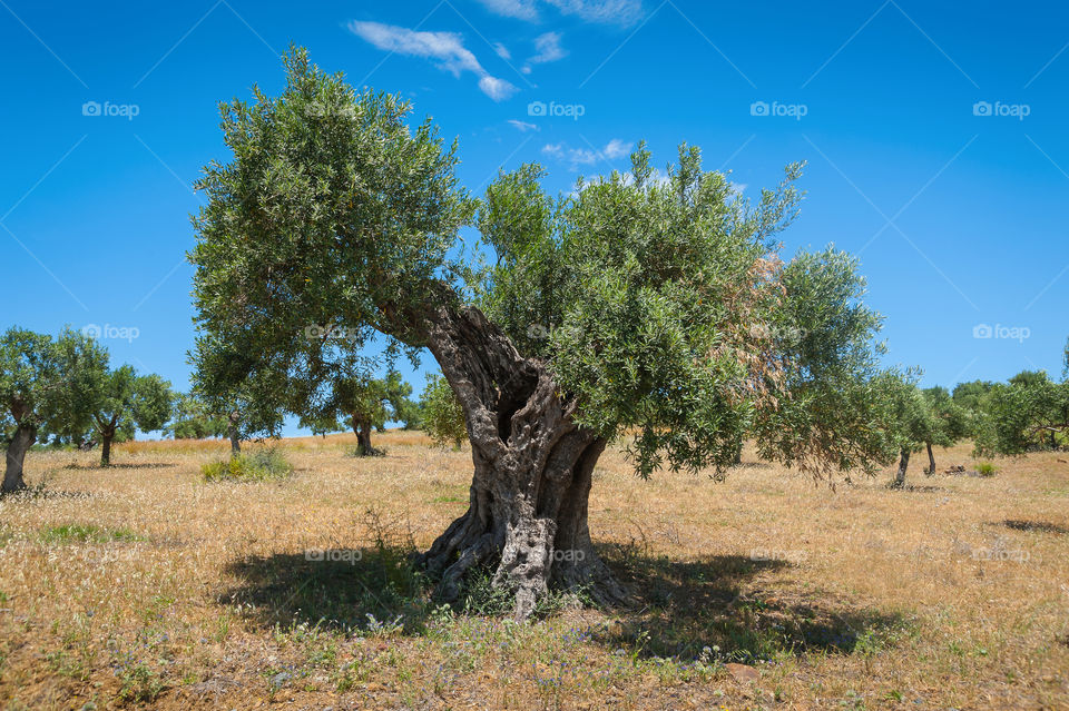 Very old olive tree in olive grove.