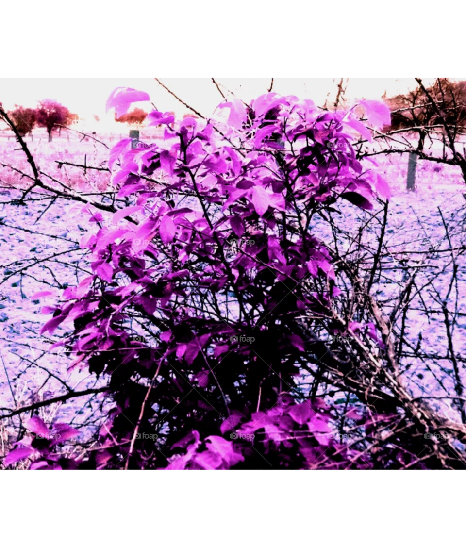 forest flower image