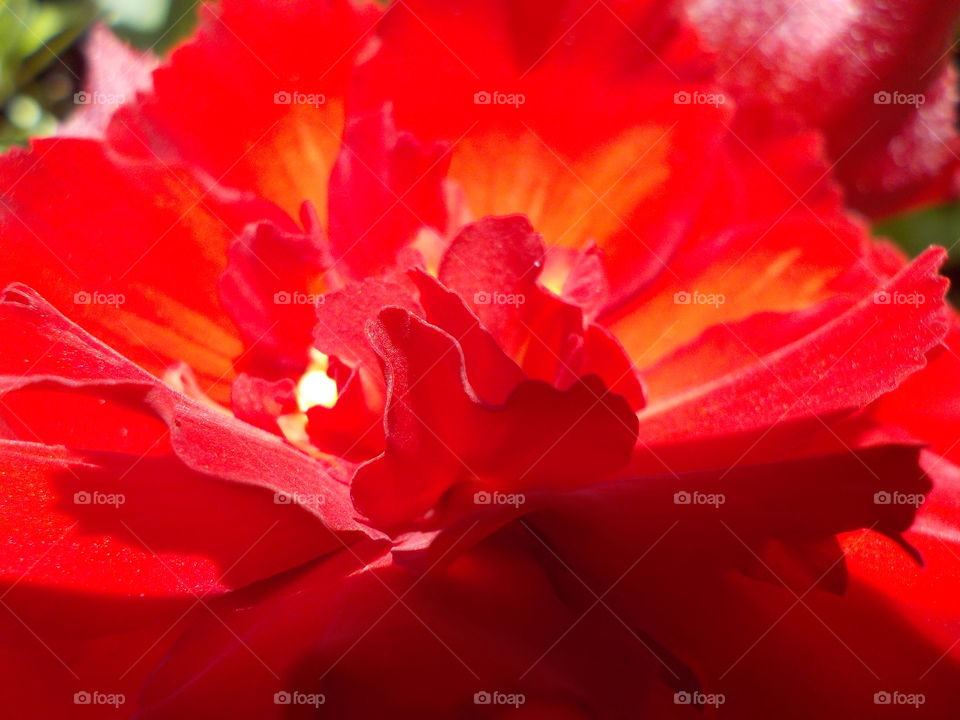 Shimmer of begonia petals