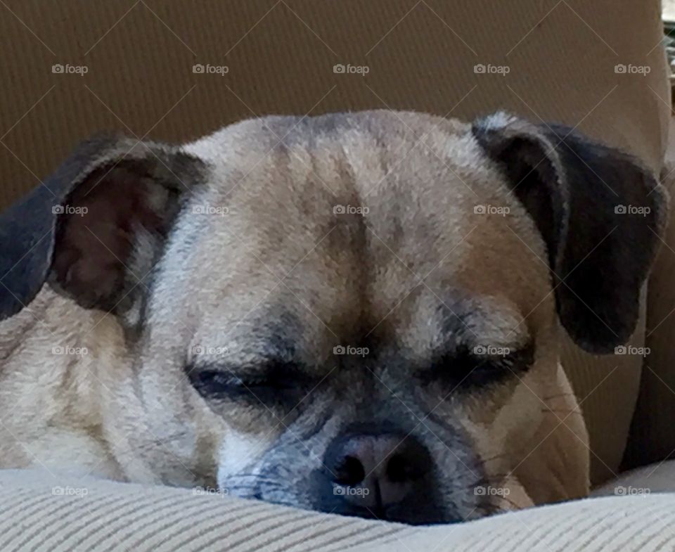 This is ChooChoo sleeping, her favorite pass time. When she is not chasing lizards, squirrels or bugs, she chills in her favorite chairs and sofas.