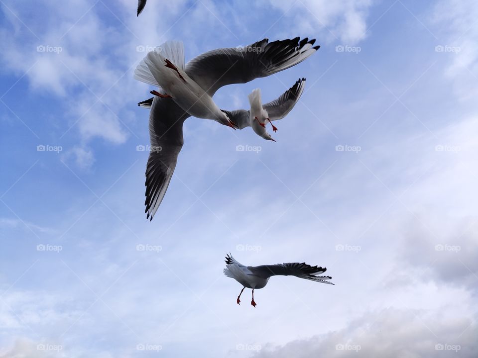 seagulls in the sky trying to catch food