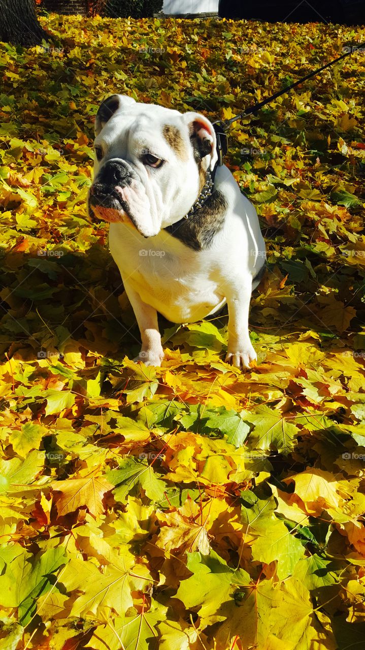 I love this picture because it shows the laziness of my dog under the sun . He didn't want to move , he seemed so comfortable , so decided to wait a few minutes with him 