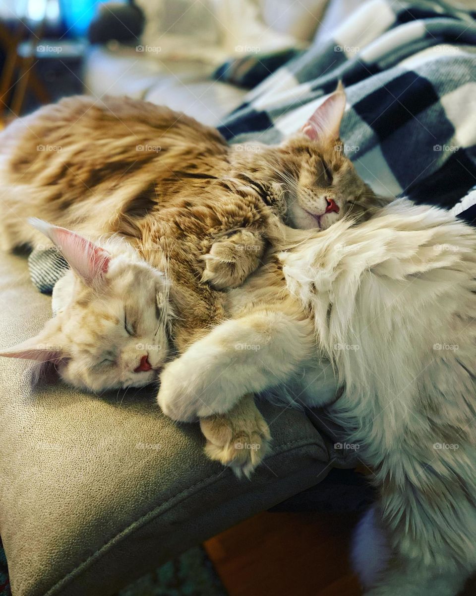 Mainecoon kittos 