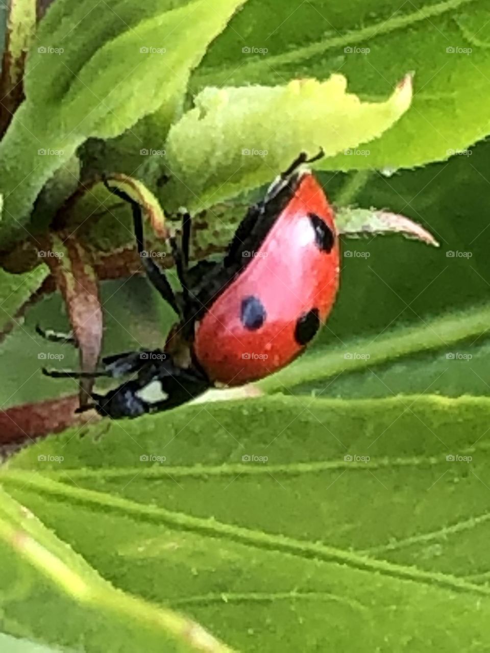 Beautiful ladybug on a green leaf in spring 