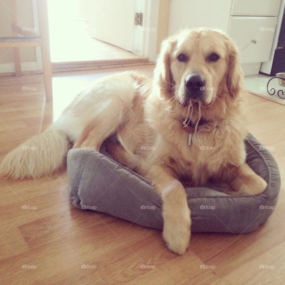 Big Dog in a Little Bed