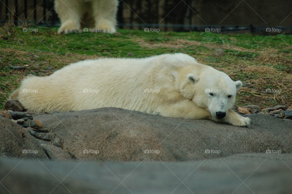 Polar bear lounging . Polar bear lounging