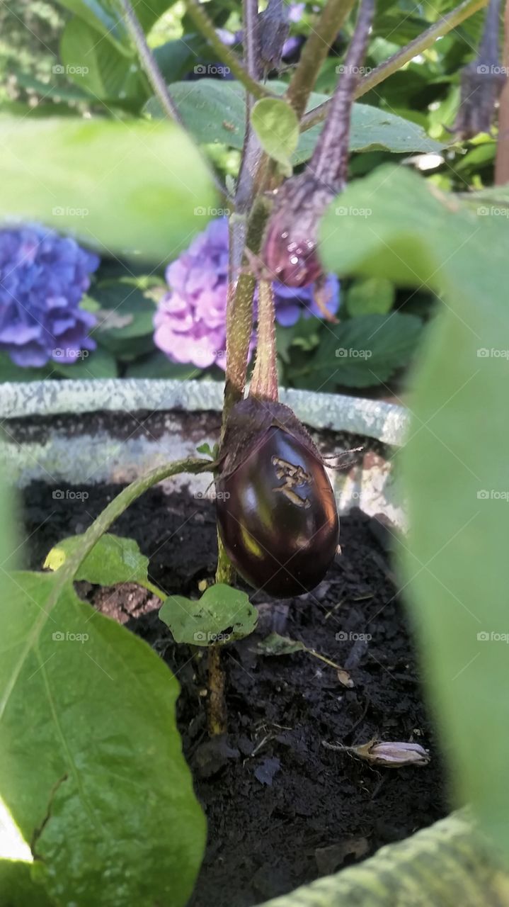 Baby eggplant growing