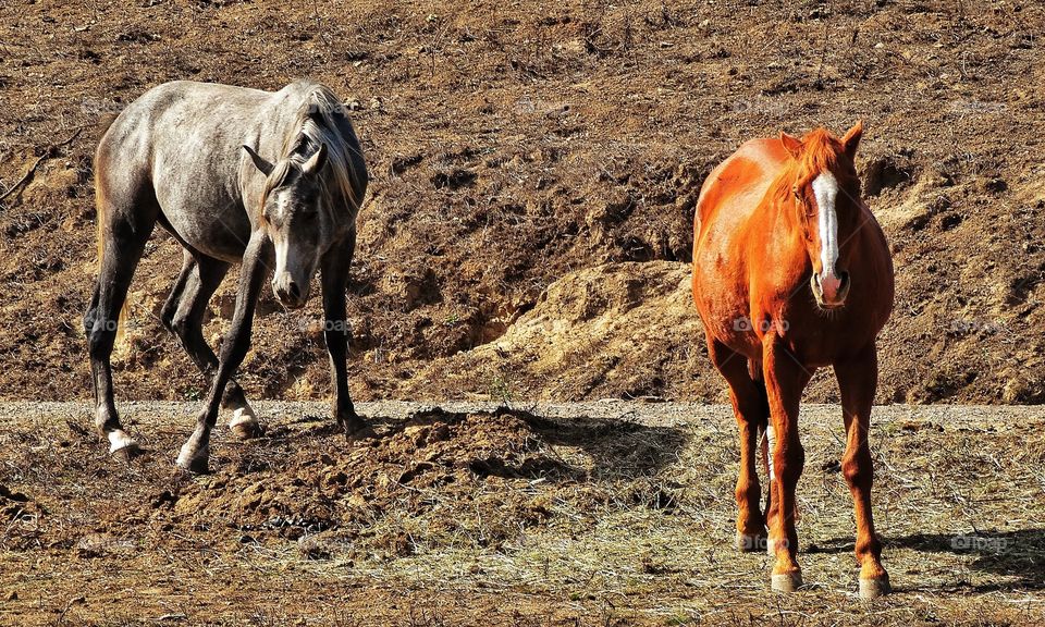 Majestic Horses