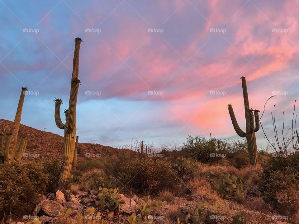 Desert Landscape - Sunset 