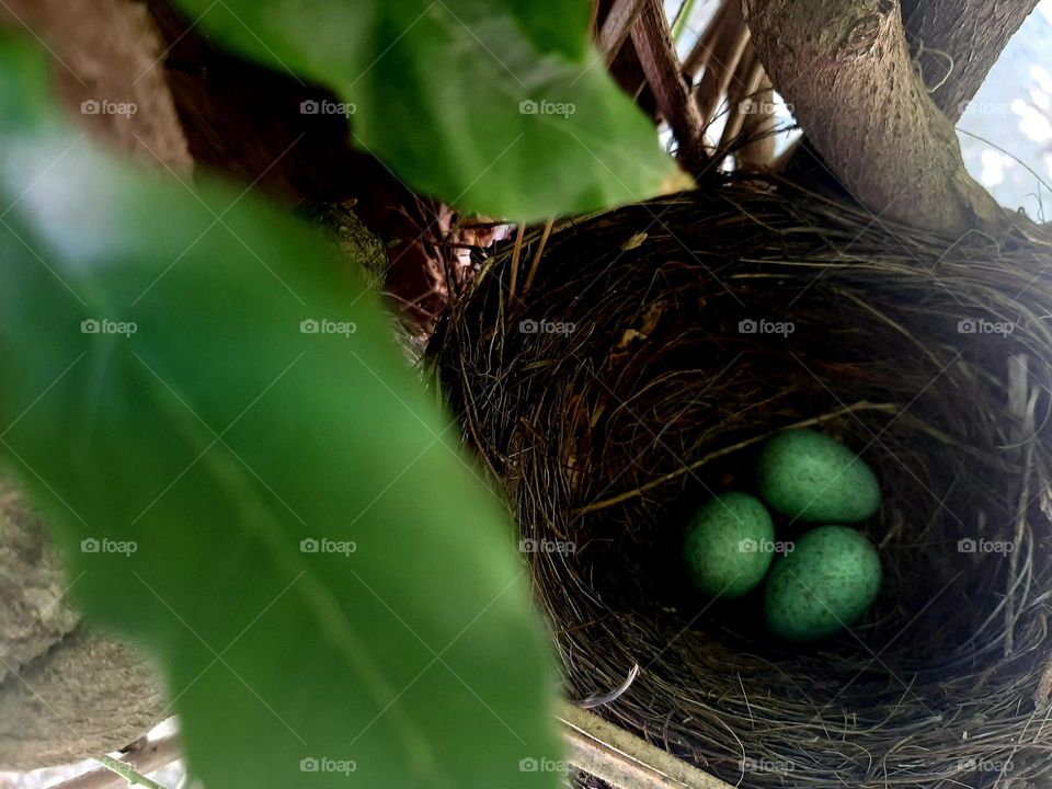 Common Blackbird Eggs