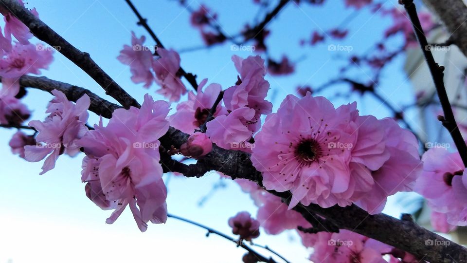 Cherry blossoms