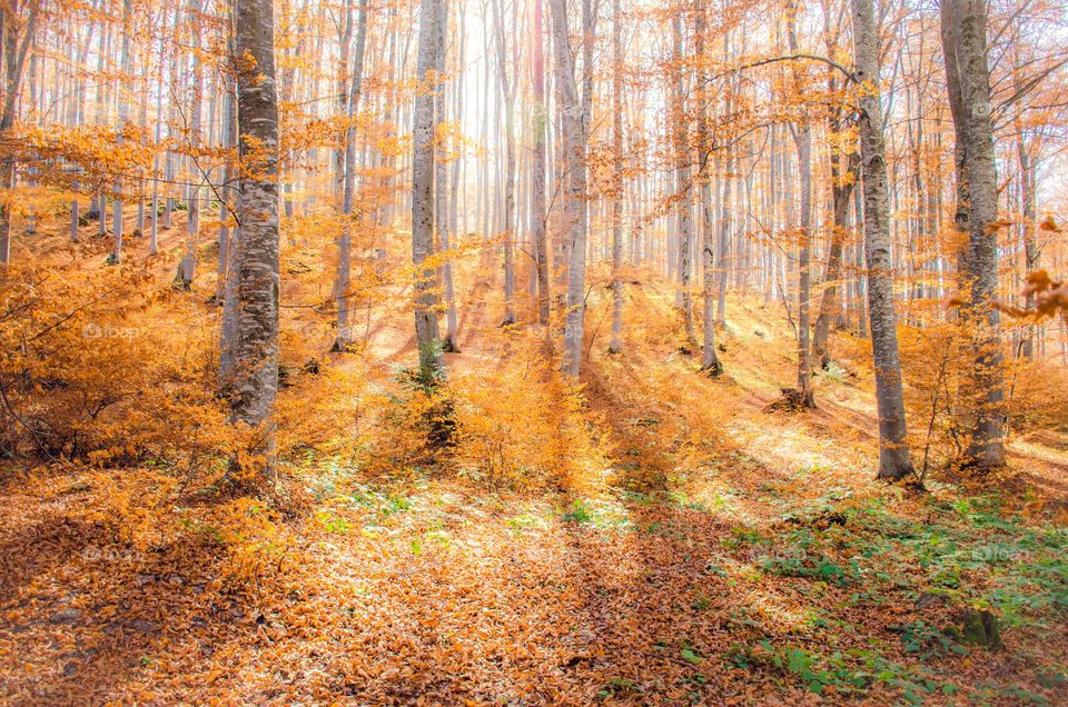 Autumn Landscape, Rhodopes Mountain, Bulgaria