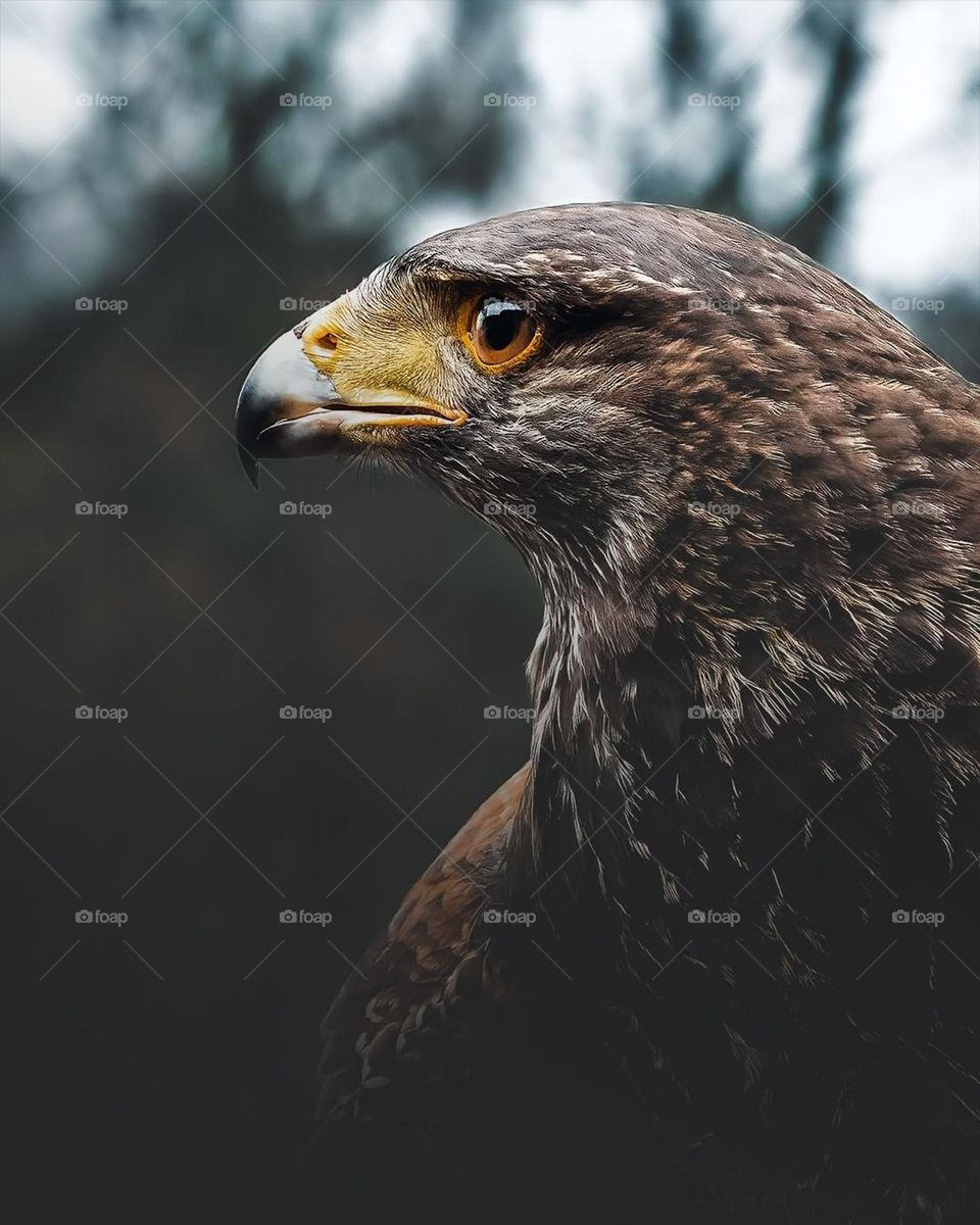 # the buaty full eagle